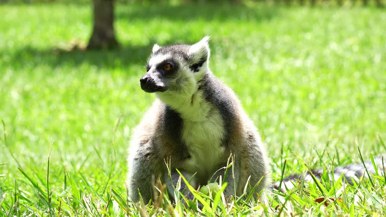 Um lêmure-de-cauda-anelada (Lemur catta) está sentado em um campo gramado aberto, mastigando comida sob o sol, close-up
