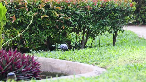 birds pecking ground amidst vibrant foliage