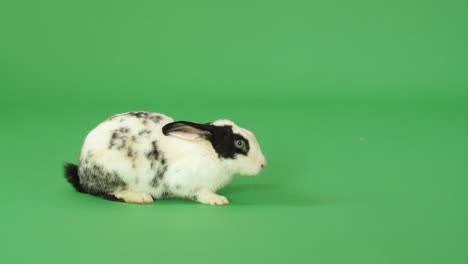 black and white spotted rabbit