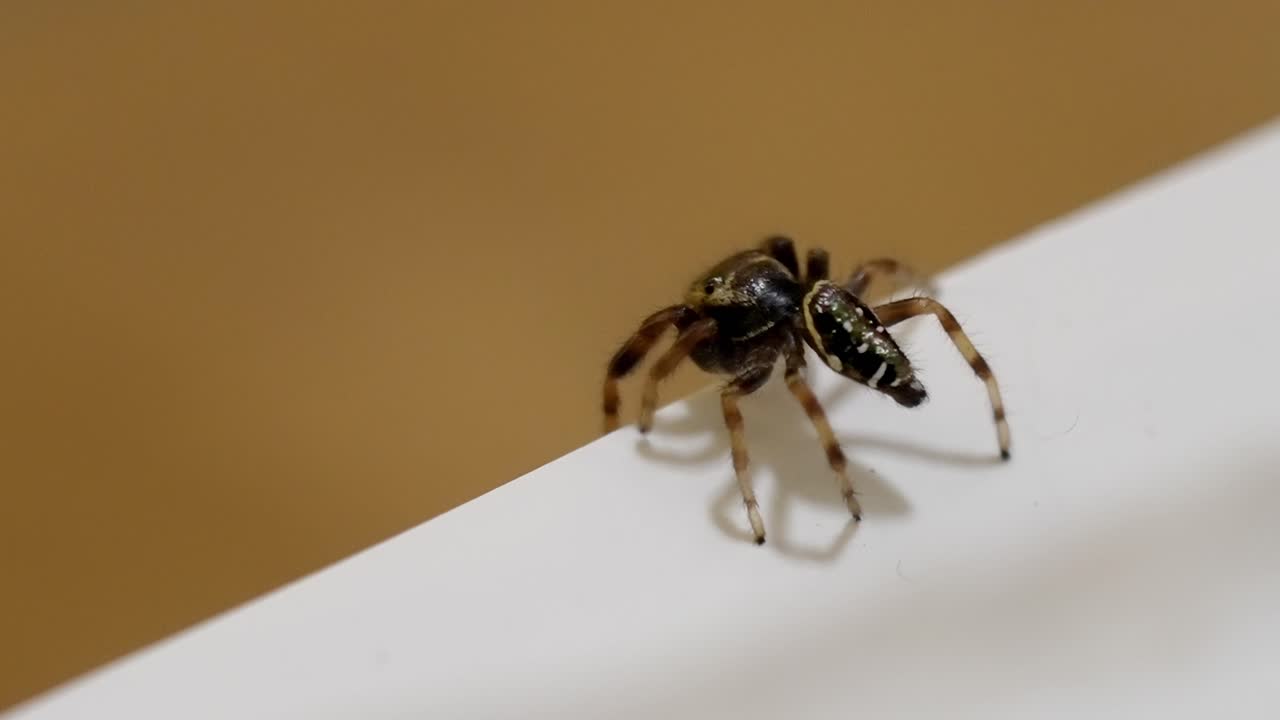 Macro close-up of a tiny jumping spider on a clean white surface