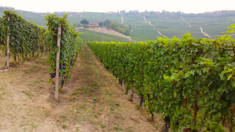 Rows-of-agricultural-vineyards-field-cultivation-in-Langhe,-Piedmont