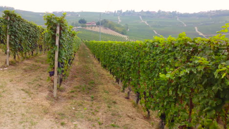 rows of agricultural vineyards field cultivation in langhe, piedmont