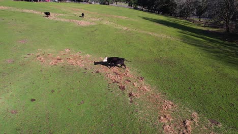 4k aerial drone shot looking at cow running away on green pasture
