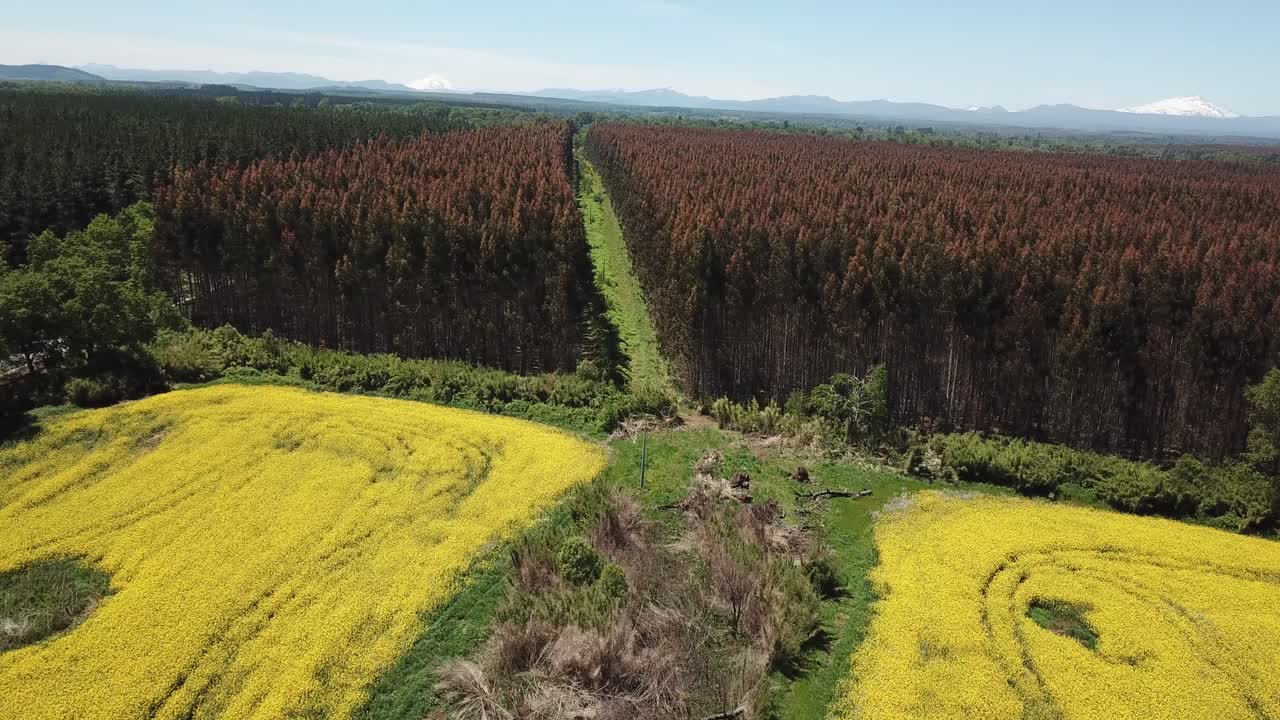Yellow Canola Oil Field and Red Artificial Forest in Countryside of Chile, Drone Aerial View