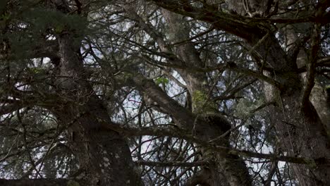 close-up view of old, large trees in a forest