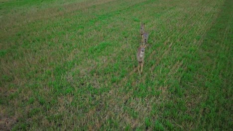 Vista-Aérea-De-Pájaro-En-Tres-Corzos-Europeos-Parados-En-El-Campo-Agrícola-Verde,-Día-De-Otoño-Nublado,-Tiro-Medio-De-Drones-Moviéndose-Hacia-Atrás