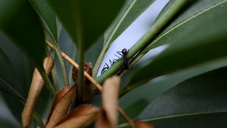 black scout ants on leaves searching for food - close up