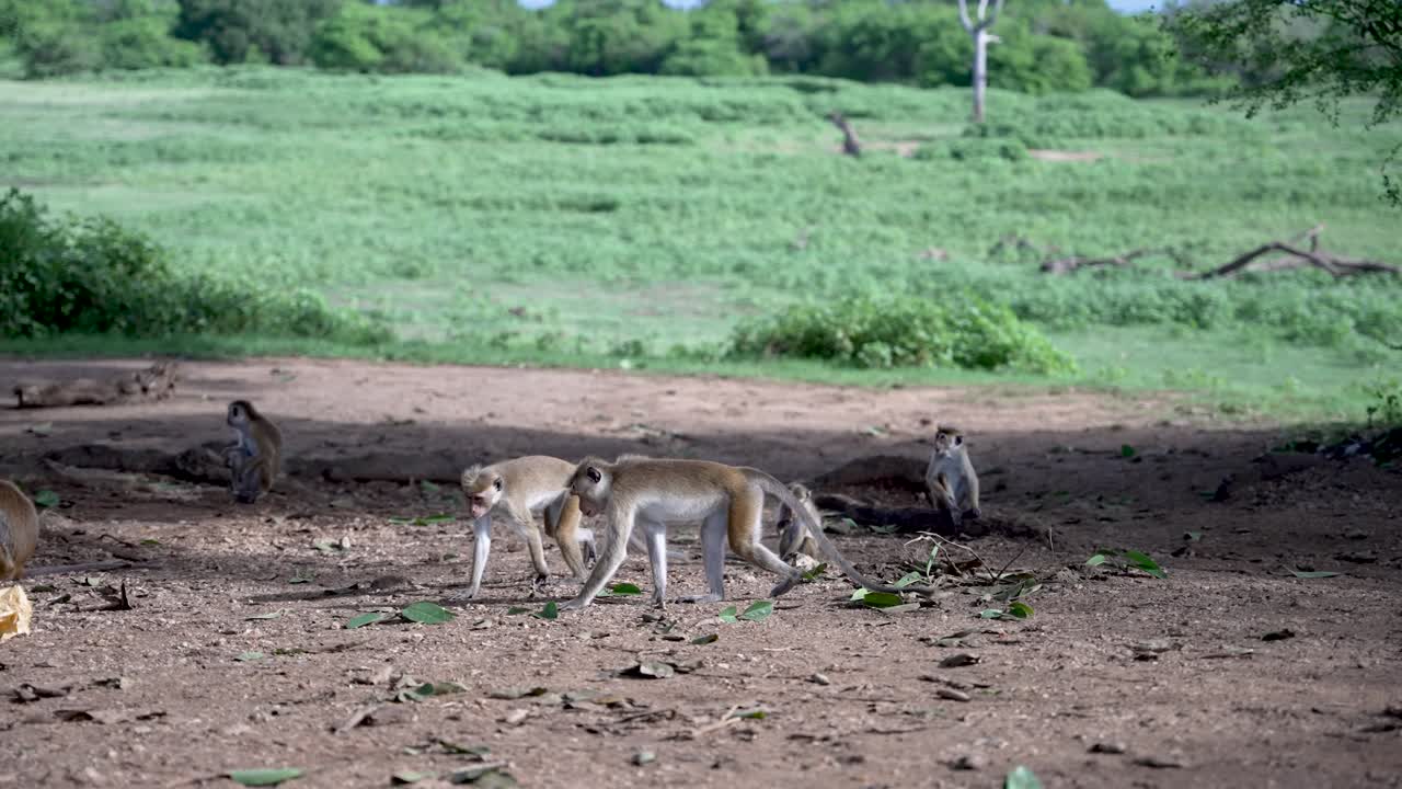 macacos toque caminando por un camino de tierra en un hábitat natural en sri lanka, mostrando la diversidad de vida silvestre de la isla