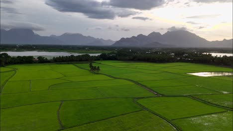 green paddy rice in field. an organic asian rice farm and agriculture. young growing rice. india