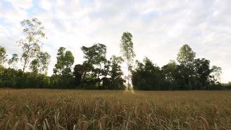 Thailändische-Reispflanzen-In-Der-Provinz-Surin,-Thailand