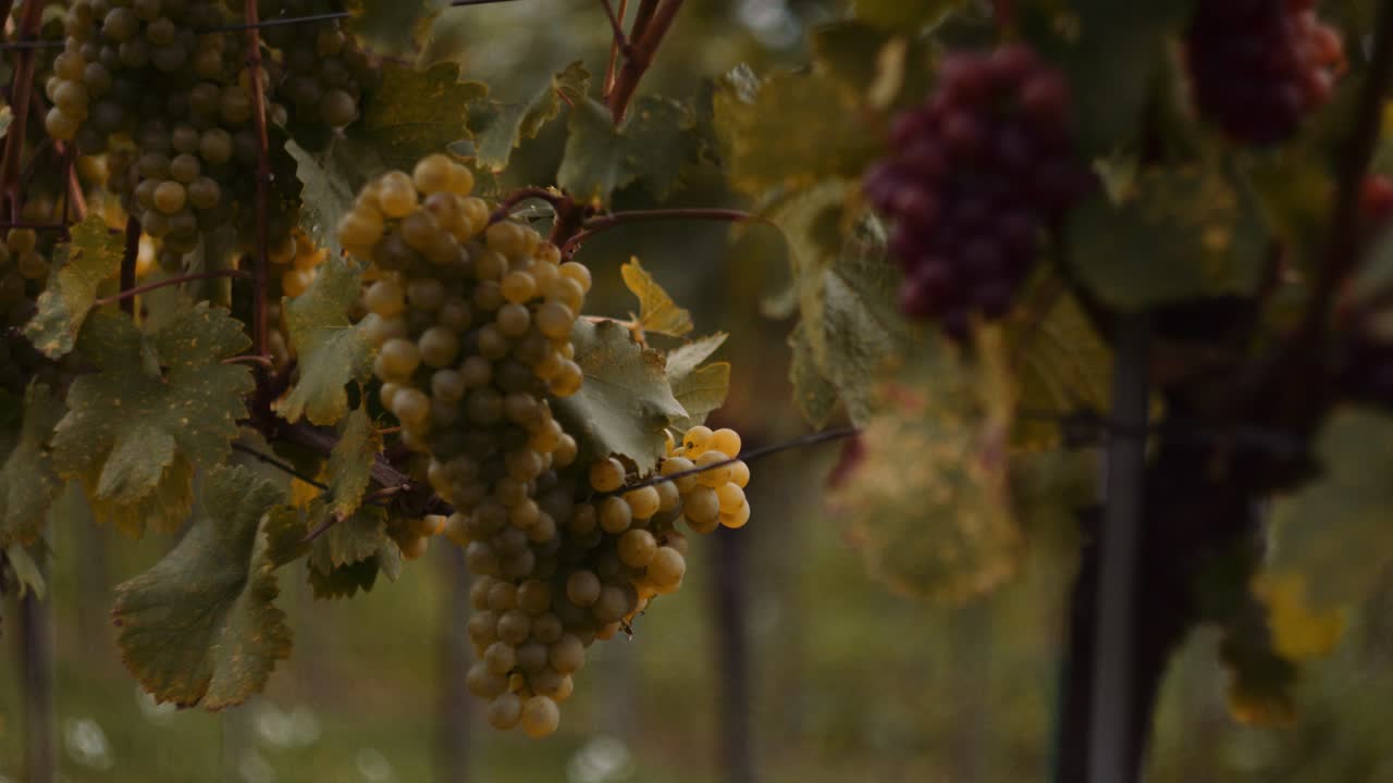 racimos de uvas maduras colgando de un viñedo en una granja vinícola, listas para ser cosechadas