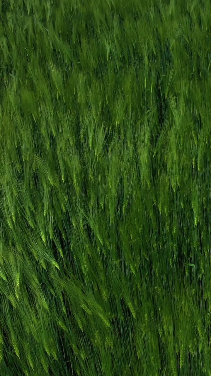 Green field of barley. Fresh spikelets of organic plants growing in agricultural place. Plants swaying in wind. Green nature background. Drone flight. Vertical video