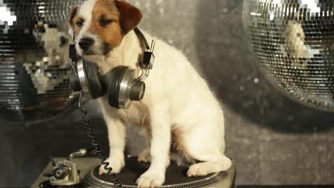 perro dj 4k 29