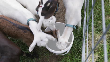 top down handheld shot of young goats drinking out of bucket