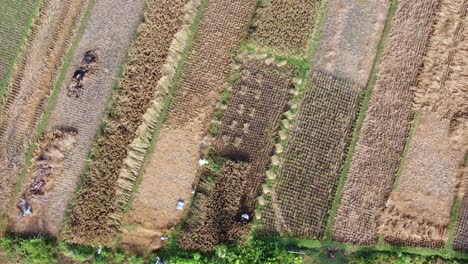 vista aérea el granjero cosecha arroz en el campo de arroz paso