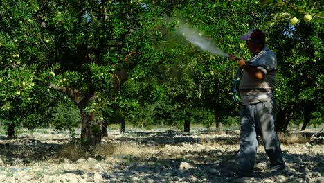 adult man sprays apple trees