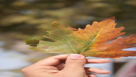 a hand holding a colorful fall leaf