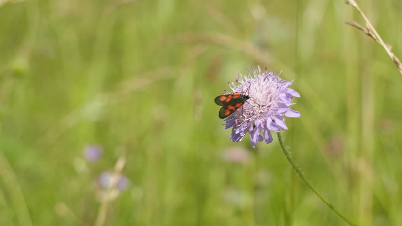 Widow flower and butterfly, 5-spot Burnet moth on the meadow