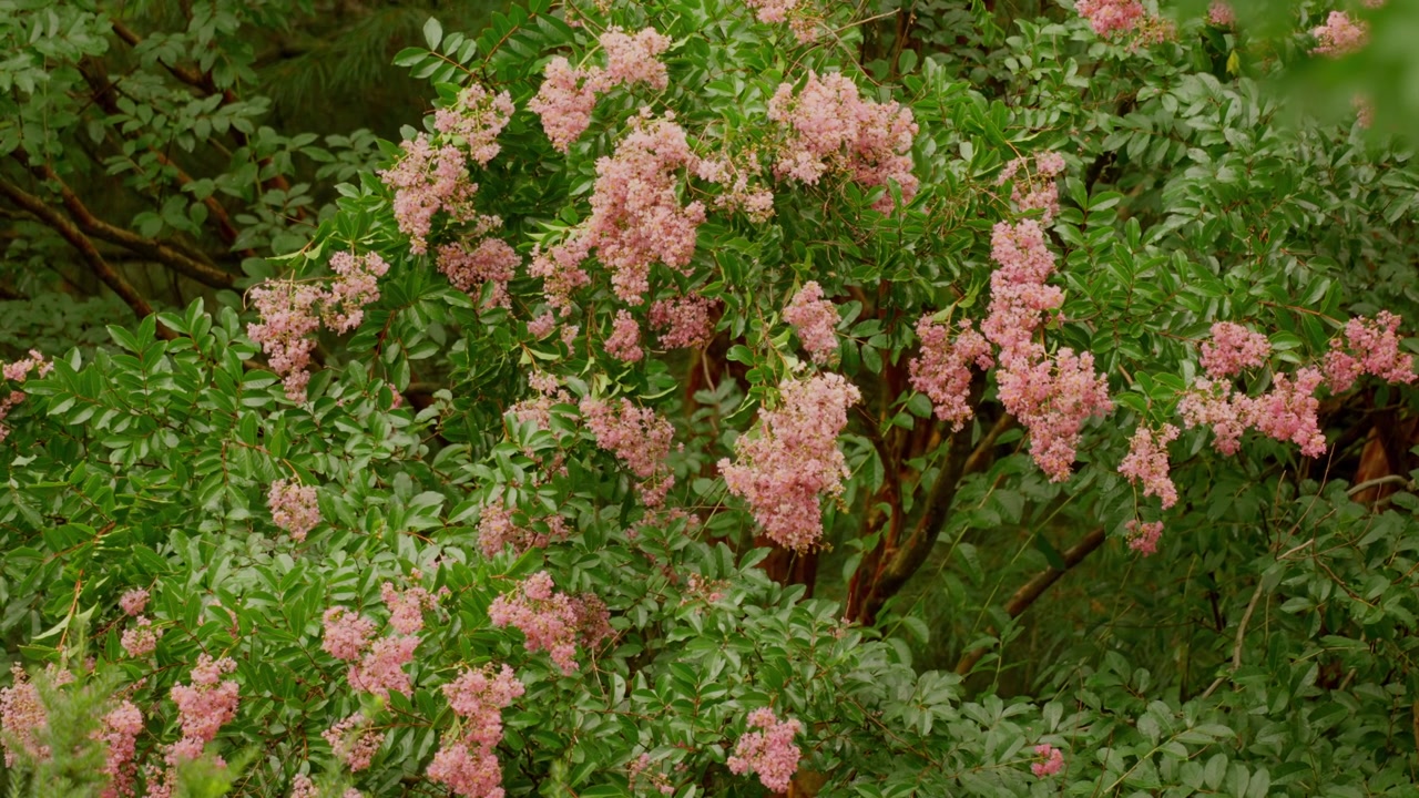 Dense Green Leaves And Blooming Pink Lagerstroemia Crepe Myrtle Flowers In A Garden. Close-up Shot