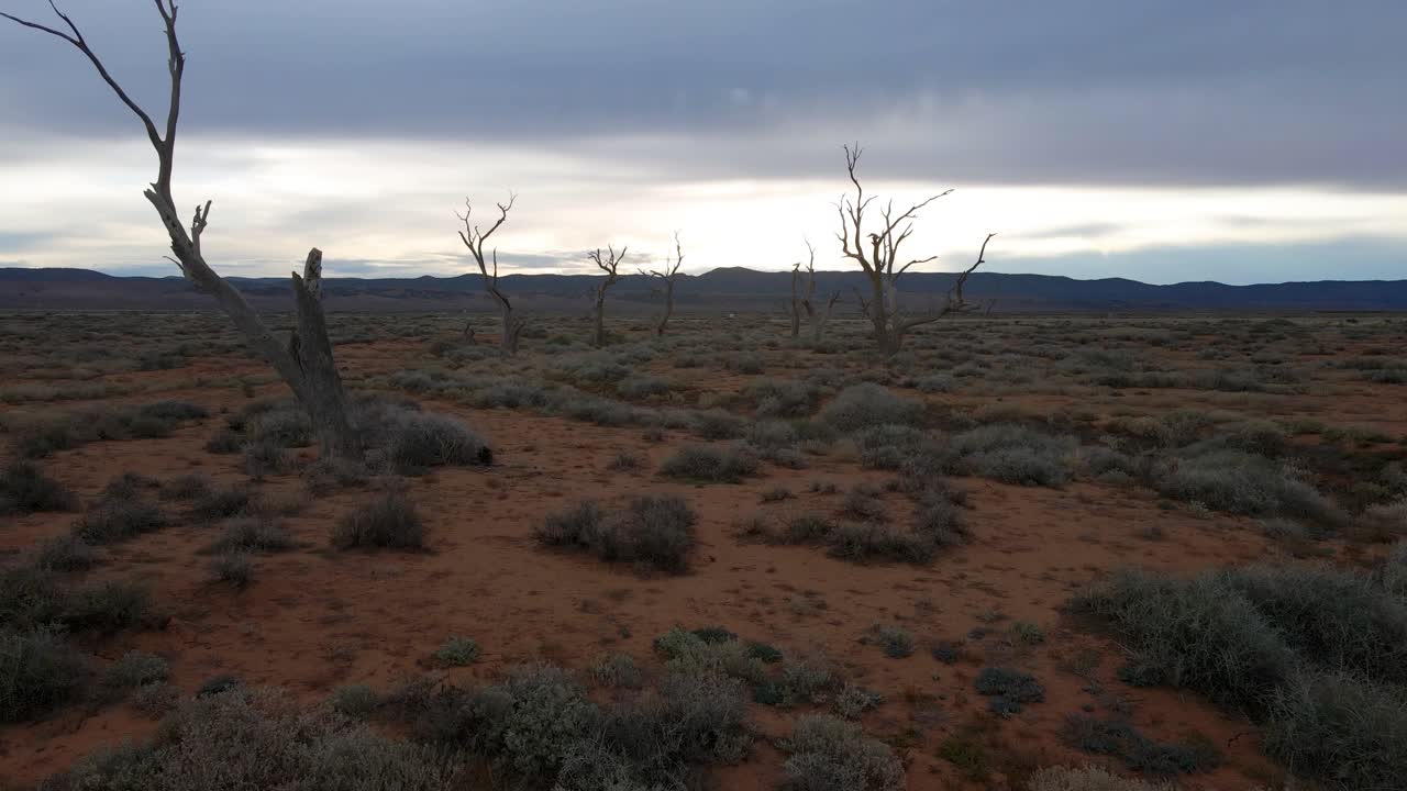 volando a través del paisaje de árboles muertos desnudos en el interior australiano, ubicación remota