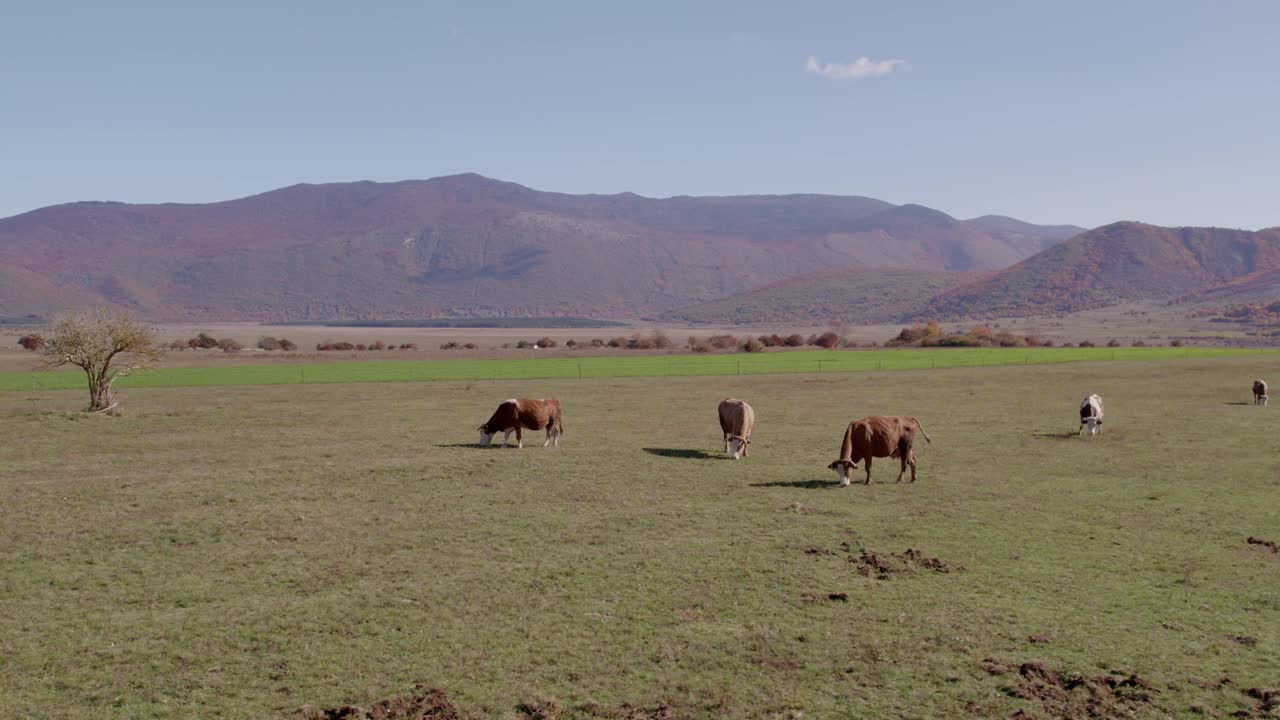 Campagna con bestiame al pascolo, ampi prati e colline, Grabusic, Croazia