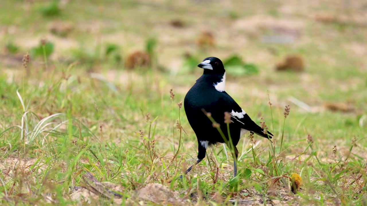 An Australian magpie walks through a grassy field in Coffs Harbour, NSW, under natural daylight, showcasing its distinctive black and white plumage