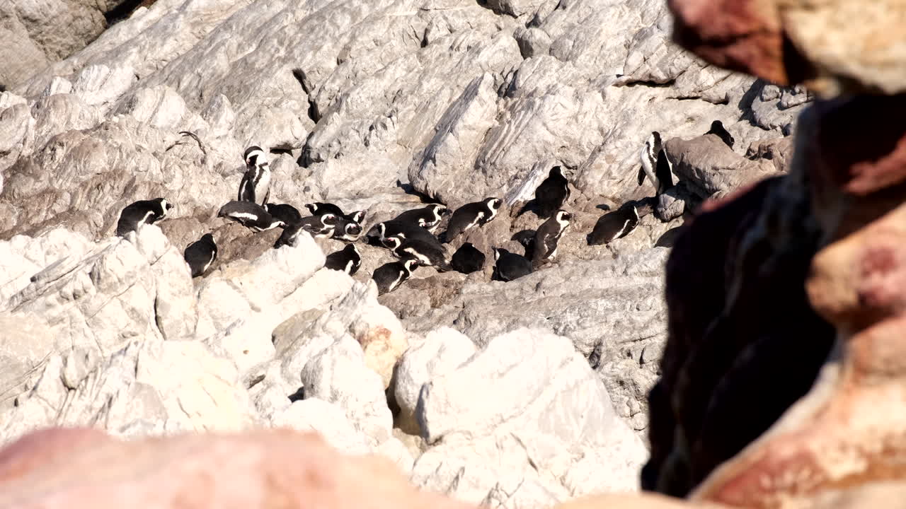 Group of Jackass African Penguins Spheniscus demersus sunbathes on coastal rocks