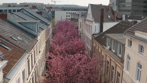 drone - aerial shot of the kirschbluete cherry blossom in the city in the heerstraße heerstreet breitestraße bonn tourism 25p