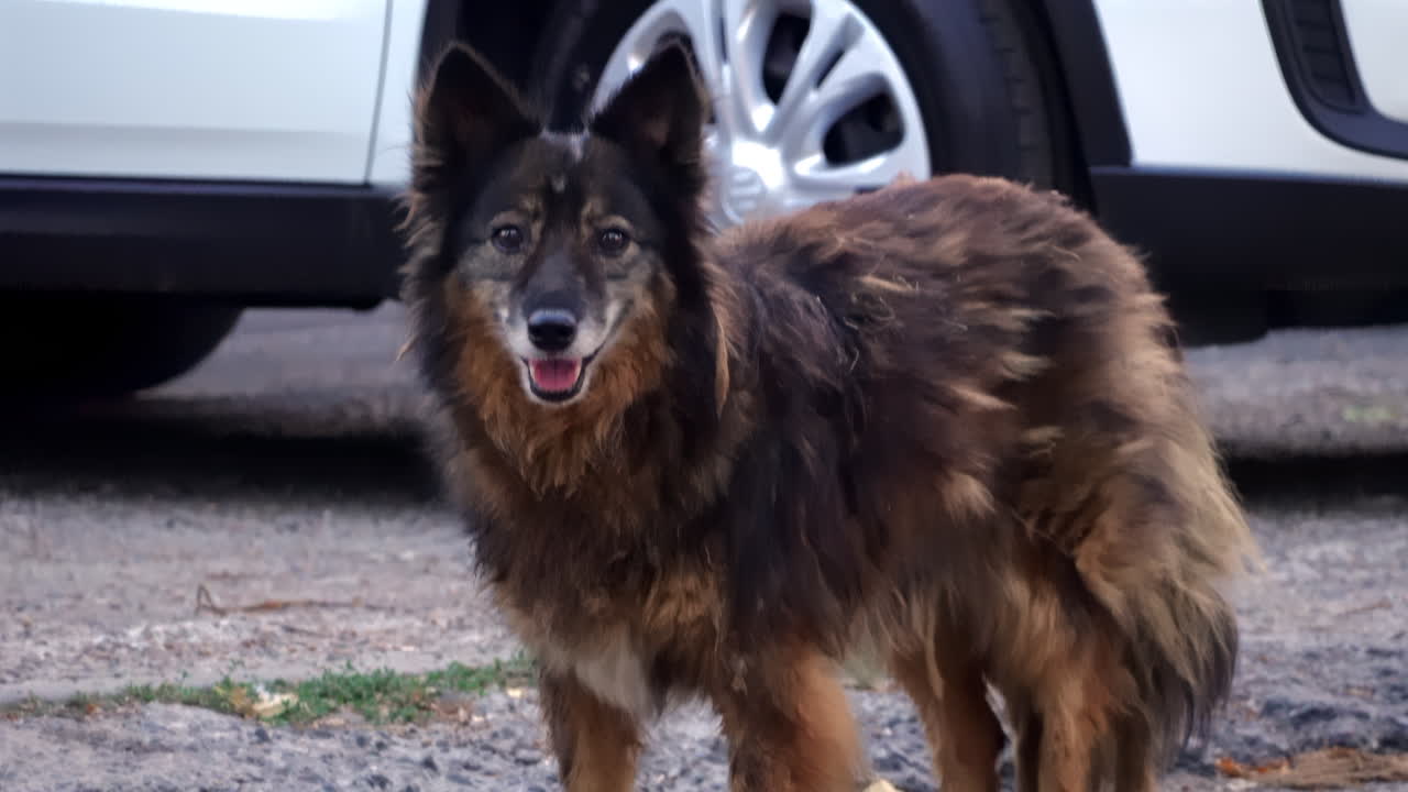 Close up of a stray fluffy brown dog looking at the camera outdoors