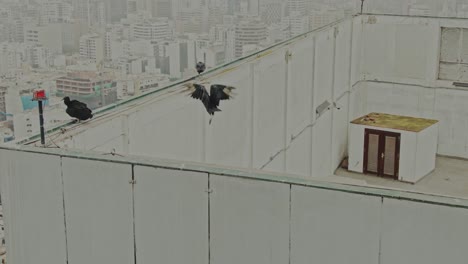 vultures walking in a roof ledge corner, lima peru
