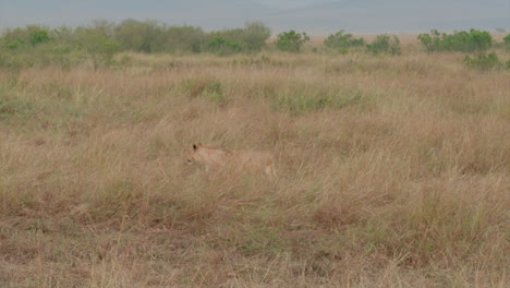 A-lioness-stalking-through-the-brush-of-the-Serengeti,-Tanzania