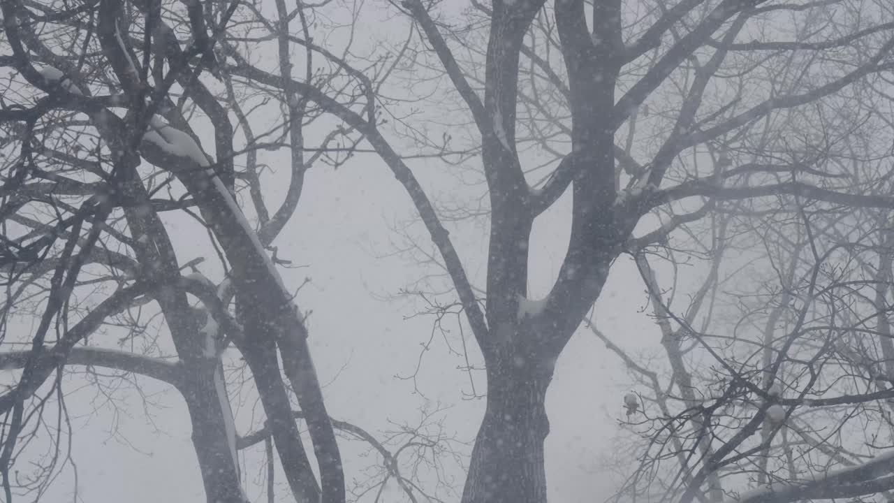Snow falling by a tree in the winter