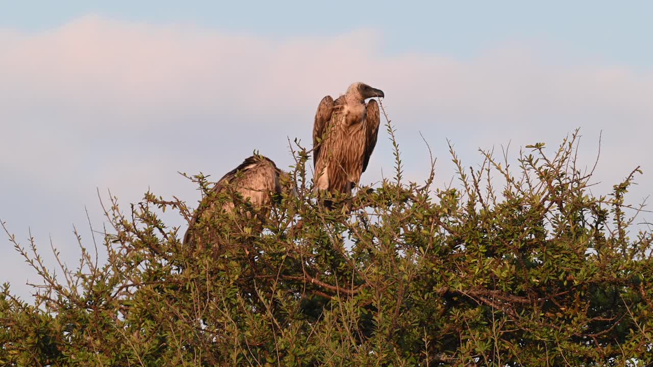 buitres de espalda blanca sentados en un árbol en la reserva nacional de maasai mara en kenia