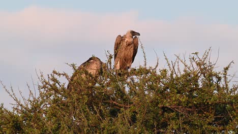 white-backed vultures sitting on a tree at the maasai mara national reserve in kenya