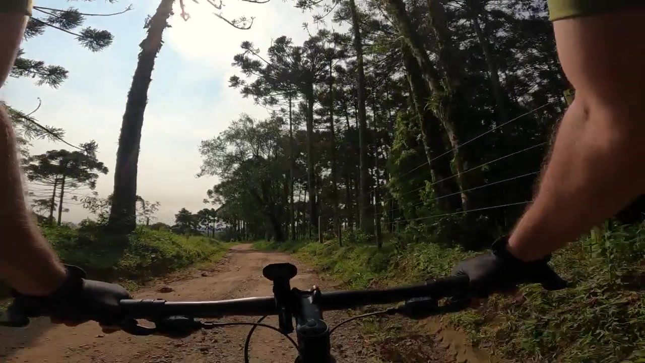 Ciclista pedalando em uma estrada de cascalho através de uma floresta de pinheiros brasileiros (Araucaria angustifolia)