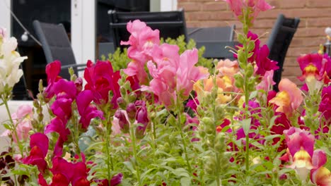 Plano-Medio-Del-Arbusto-Antirrhinum-Que-Muestra-Flores-Antirrhinum