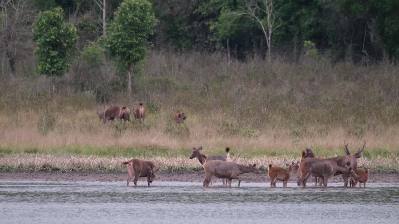 삼바 사슴, 루사 단색, 태국
