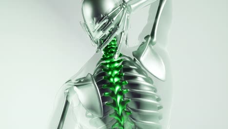 modelo de huesos del esqueleto de la columna vertebral humana con órganos