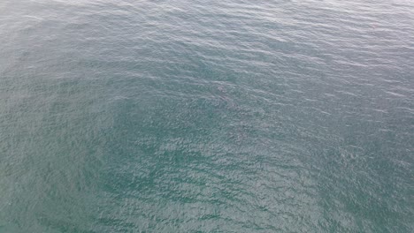 Pod-Of-Rare-Species-Of-Pink-Dolphins-Swimming-Under-The-Bright-Blue-Sea---New-South-Wales,-Australia---aerial-drone