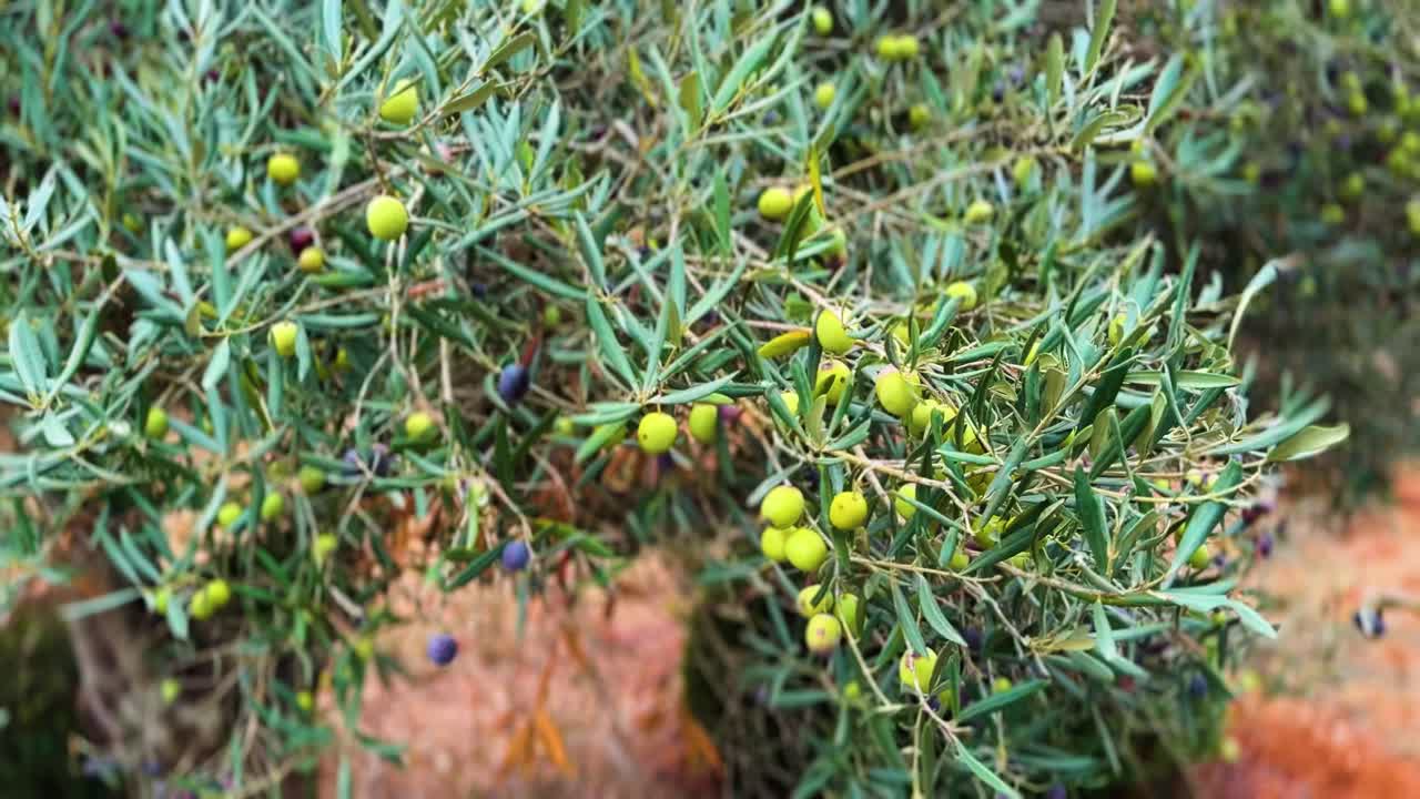 An olive tree branch full of green and black olives ready to pick