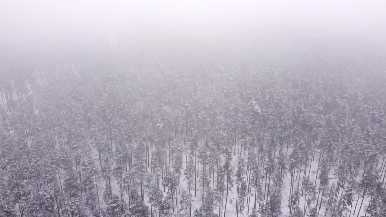Mystisk tåge dækker frodig nåleskov ovenfra, vinterlandskab
