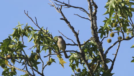 A mockingbird perched on a small branch in the morning