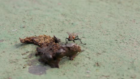 Fliege-Summt-Und-Untersucht-Ein-Stück-Hundekot