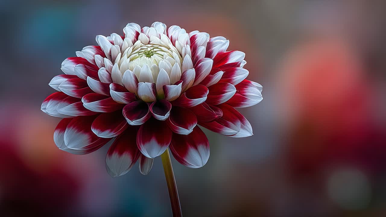 Stunning Red and White Dahlia Flower Blooming Gracefully in a Soft, Vivid Background Capturing the Essence of Nature's Beauty and Elegance