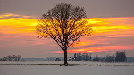 timelapse of a lone leafless tree with beautiful orange sunset and wispy clouds