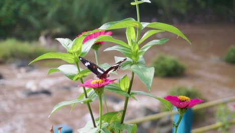 one of the pollination of flowers by a butterfly