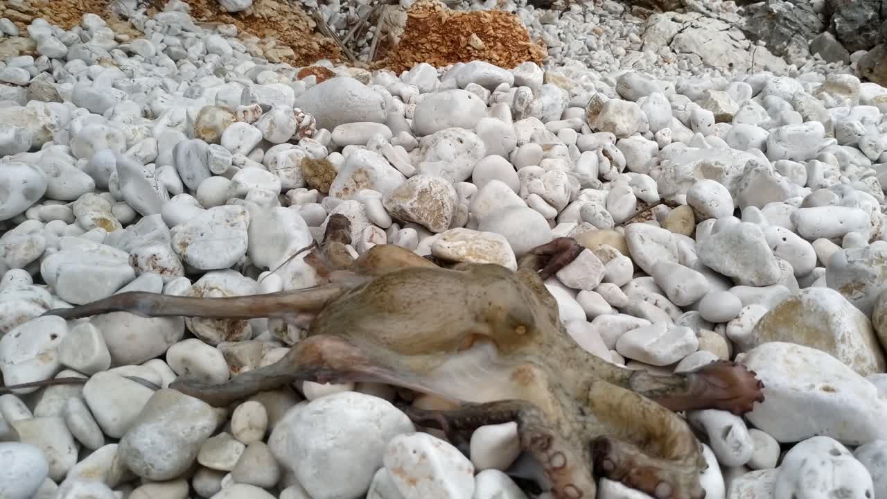 pulpo vivo se mueve sobre rocas blancas