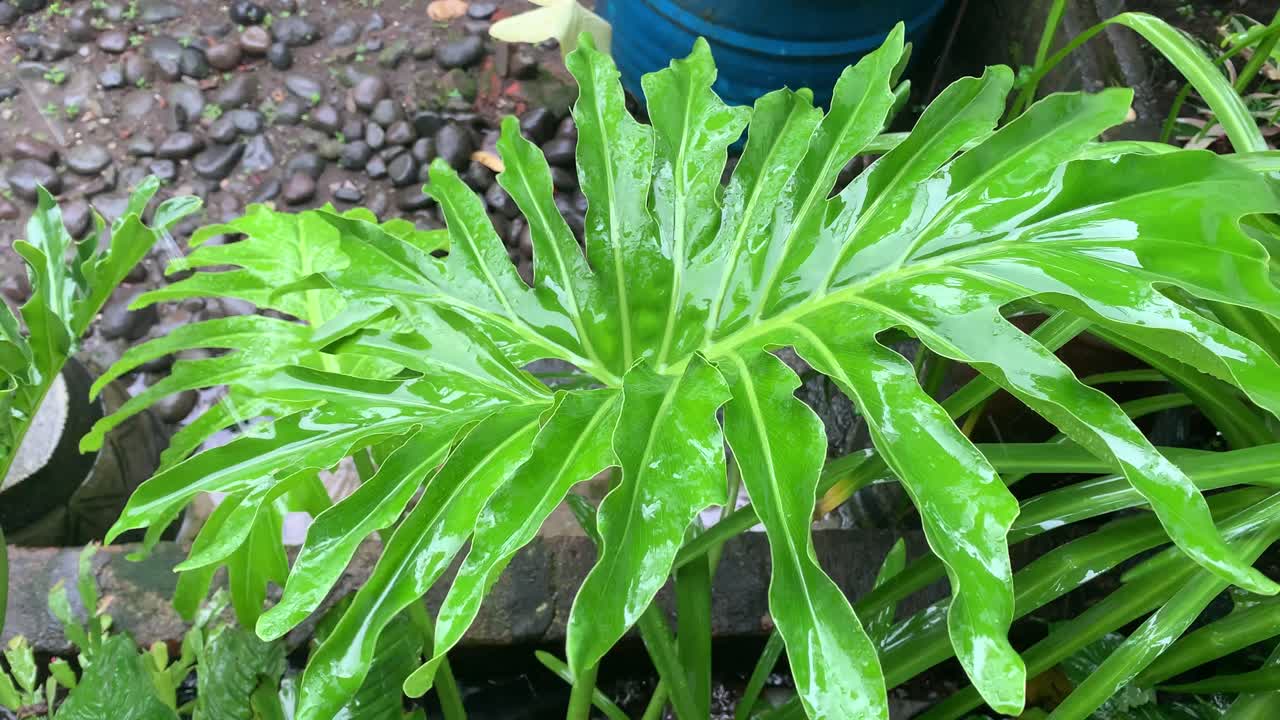 vibrant green tropical leaf covered in fresh raindrops or morning dew, showcasing a wet texture and natural freshness