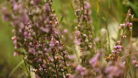 slow motion pan out of pink flowers in garden