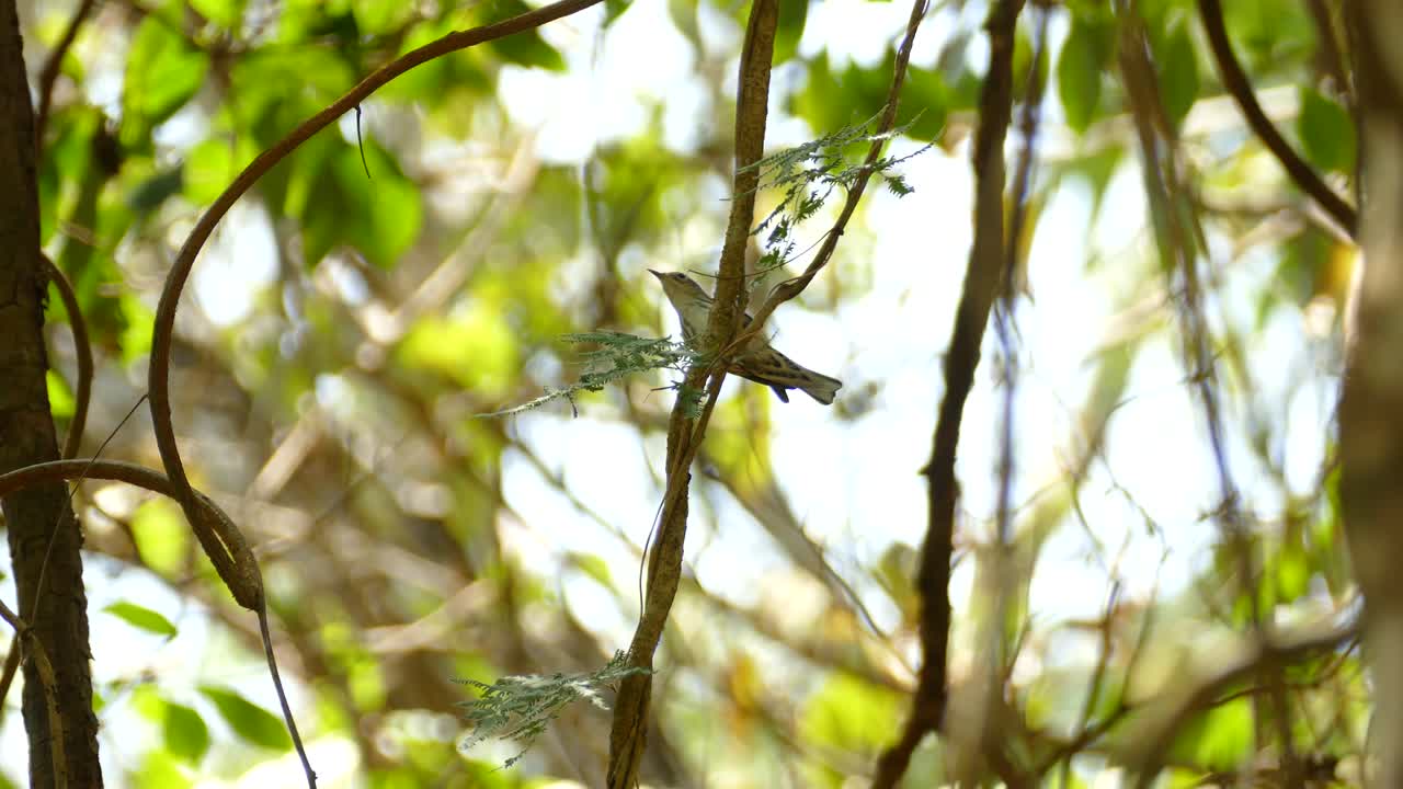 un pájaro pequeño saltando sobre una rama de árbol con un paisaje selvático soleado en el fondo